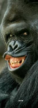 The Look On Your Face When U Know Ur Car Is Faster Funny Animal Pictures Funny Wild Animals Animals Wild