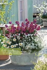 Plants are naturally compact and mounding, but pruning back by half after flowering is. Erysimum Winter Orc Stock Photo By Friedrich Strauss Image 0477006