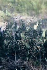 Image result for Sartidia angolensis