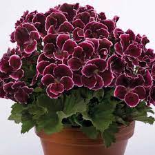 Pin On Flowers