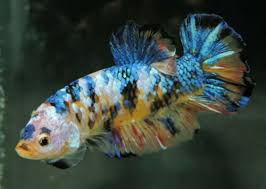 Live Giant Avatar Galaxy Yellow Koi Halfmoon Plakat Male Betta Fish Ebay Betta Fish Betta Live Aquarium Fish