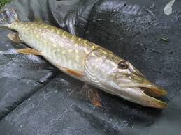 Comment Et Avec Quoi Pecher Le Brochet Peche Du Brochet Youtube