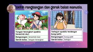 Sains pt3 2019 sains rangsangan gerak balas pt3 topik1 1 1 sistem saraf manusia. Manusia Bergerak Balas Terhadap Rangsangan Youtube