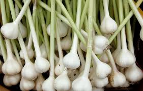 Potong daun dari pohon bawang putih. Panduan Lengkap Cara Menanam Bawang Lanang Bagi Pemula Agar Hasil Melimpah Faunadanflora Com