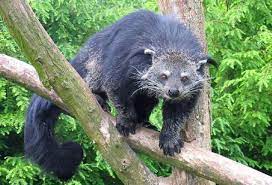 CIVET CAT | Mohendra Chaudhry Zoological Park Department of Forest & wild  life Preservation, Government of Punjab, India