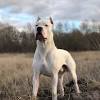 The turkish kangal is a handsome dog and one that for centries has been highly prized by shepherds in their native turkey where they are the country's national dog. 1