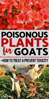 Poisonous Plants For Goats How To Prevent And Treat Plant Toxicity Poisonous Plants Raising Farm Animals Feeding Goats