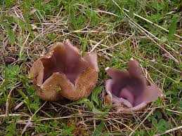 Image result for Scleroderma polyrhizon