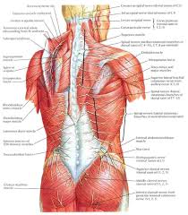 The trapezius and latissimus dorsi muscles connect the upper limb to the vertebral column. Human Anatomy Back Human Anatomy Back Anatomy And Physiology Of The Back Muscles Diagram Class Anatomy Anatomy Back Human Body Organs Anatomy