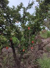 Image result for Obetia tenax