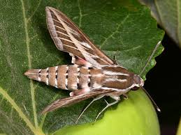 Image result for Isoglossa gregorii