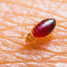 Our treatment methods are carefully thought out. Bed Bug Exterminators Alexandria Va Bed Bug Exterminators Washington Dc Md Va