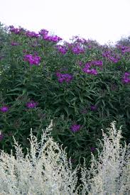 Image result for Vernonia schlechteri