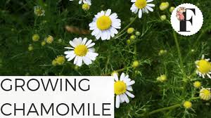 Today i'm going to show you how to harvest your chamomile, and share a simple homemade chamomile tea recipe you can make with the dried flowers! How To Grow German Chamomile From Seed Gardening For Beginners Series Youtube
