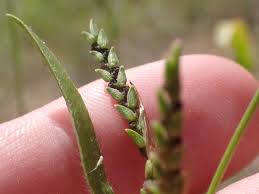 Image result for Hackelochloa granularis