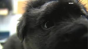 What does a puppy shots schedule look like? 6 Week Old Puppy Shot With 18 Bb Gun Pellets Now Making Miraculous Recovery Abc News