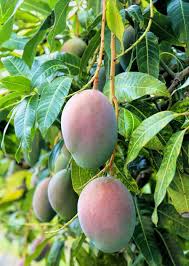 Mango Tree Care Guide: Tips for Growing Healthy Mango Trees in Your Ga –  Sow Exotic