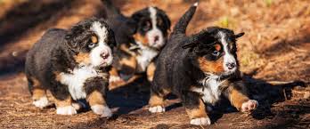 Bathe infrequently to protect the coat's natural protective oils. A Pennsylvania Breeder Of Excellent Puppies Country Haven Puppies