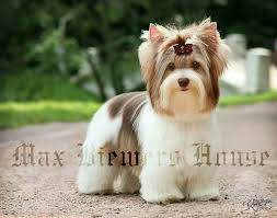 Would Love To Have A Briewer Or Party Yorkie So Beautiful Doggrooming Biewer Yorkie Yorkie Yorkie Dogs