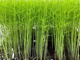 Image result for Asparagus petersianus