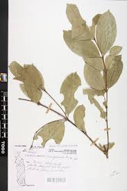 Image result for Cassipourea congoensis