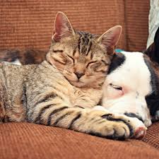 21 Natural Home Remedies For Cats And Dogs