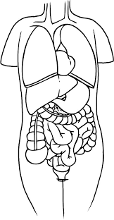 Vital Organs Anatomi Coloring Pages Human Body Drawing Anatomy Drawing Anatomy Coloring Book