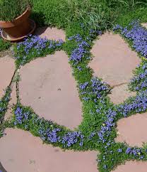 Home to any budget, home to any possibility. Veronica Liwanensis Turkish Speedwell Push Picture