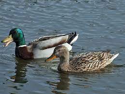 Nếu bạn mơ thấy vịt giời thì đây là điềm báo người thân của bạn sắp đi xa để. HÆ°á»›ng Dáº«n Phan Biá»‡t Vá»‹t Trá»i Va Vá»‹t Cá»