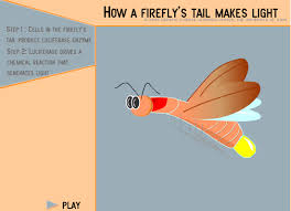 What Makes A Firefly Glow Dna To Protein Biology Science Fair Projects Biology Teacher Biology Class