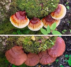 Image result for Ganoderma tsugae