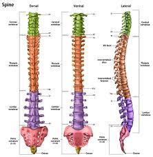 Image result for Lumbar vertebrae