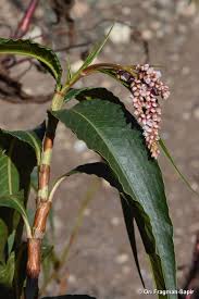 Image result for Persicaria madagascariensis
