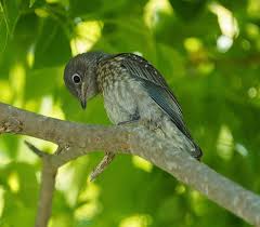 200+ Free Fledgling & Nature Images - Pixabay