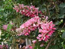 Image result for Indigofera filipes