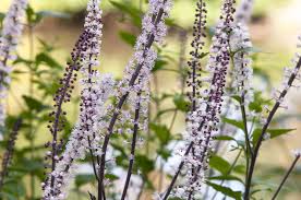 Image result for Afrobrunnichia