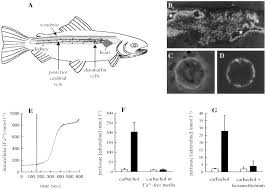 The Adrenergic Stress Response In Fish Control Of Catecholamine Storage And Release Sciencedirect 1 person talking about this. the adrenergic stress response in fish