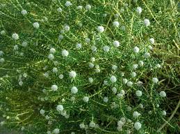 Image result for Phylica ericoides
