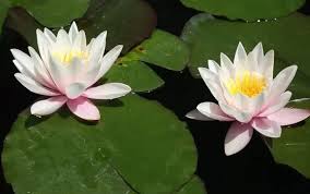 Bunga mawar adalah salah satu jenis bunga yang sudah dikenal sejak zaman 500 tahun sebelum masehi. Cara Perkembangbiakan Teratai Lengkap Dengan Jenis Dan Penjelasannya Ilmu Pengetahuan Alam Ipa