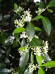 Image result for Psydrax fragrantissima