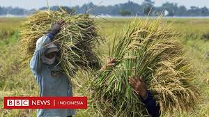 Bahagian kawal selia padi dan beras, tb 8279 perdana square, batu 3 jalan apas, tawau, sabah 91000. Pemerintah Canangkan Impor Beras Di Tengah Panen Raya Petani Itu Menyakitkan Bbc News Indonesia