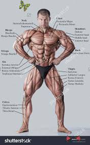 Choose from 500 different sets of flashcards about muscle names on quizlet. Muscular System Muscle Anatomy Body Muscles Names Muscle Names Fitness Training Muscle Fitness Mus Muscle Anatomy Body Muscle Anatomy Human Body Muscles