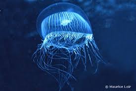 Denizanaları en tuhaf deniz yaratıkları arasında yer alır çünkü hemen hemen tümüyle jelatinden oluşmuşlardır. Deniz Anasi Turleri Yayakarsa Org