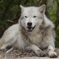 🐾 Memory Monday 🐾 This week's memory is of a baby Qantaqa in 2018, when  we used to call her “Little Q”