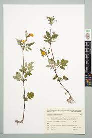 Image result for Calceolaria tripartita