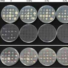 Maybe you would like to learn more about one of these? Use Of Plant Preservative Mixture For Establishing In Vitro Cultures From Field Plants Experience With Papaya Reveals Several Ppm Tolerant Endophytic Bacteria Request Pdf