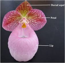 It was there i discovered my. Frontiers Floral Mass Per Area And Water Maintenance Traits Are Correlated With Floral Longevity In Paphiopedilum Orchidaceae Plant Science