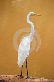 Bird With No Feathers On Neck Heron Brown White Beautiful Branch Bird Love Neck Feathers Waves In 2020 Heron Bird Love Images