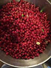 Wild Food Recipe Autumn Olive Fruit Leather At The Equinox Autumn Olive Fruit Leather Recipe Olive Fruit