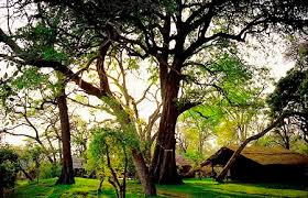 Image result for Dalbergia melanoxylon